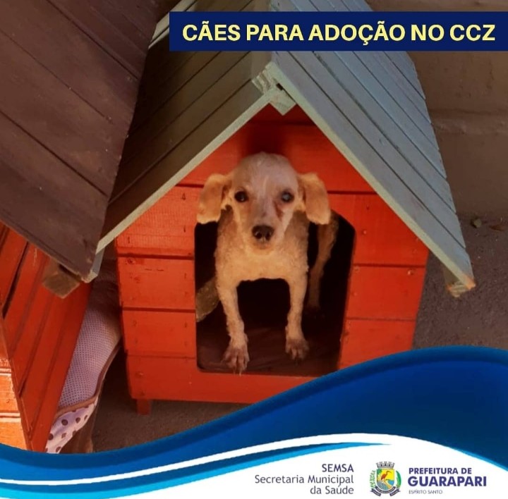 Pandemia faz número de adoção de cães e gatos crescer em Guarapari 7 cão