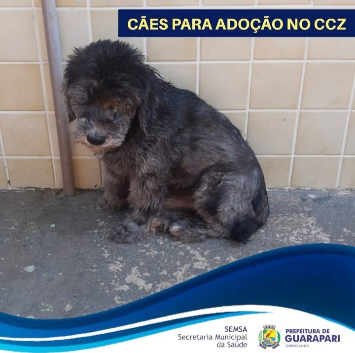 Pandemia faz número de adoção de cães e gatos crescer em Guarapari 6 cão1