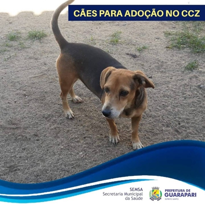 Pandemia faz número de adoção de cães e gatos crescer em Guarapari 5 cão2