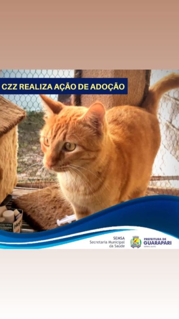 Pandemia faz número de adoção de cães e gatos crescer em Guarapari 4 gato