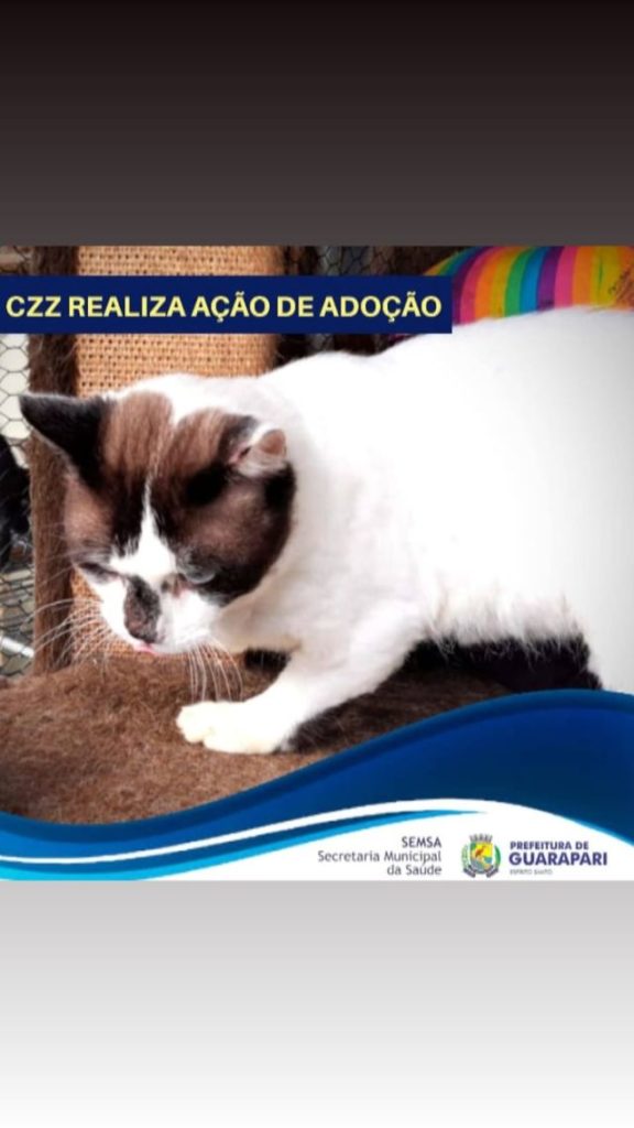 Pandemia faz número de adoção de cães e gatos crescer em Guarapari 2 gato1