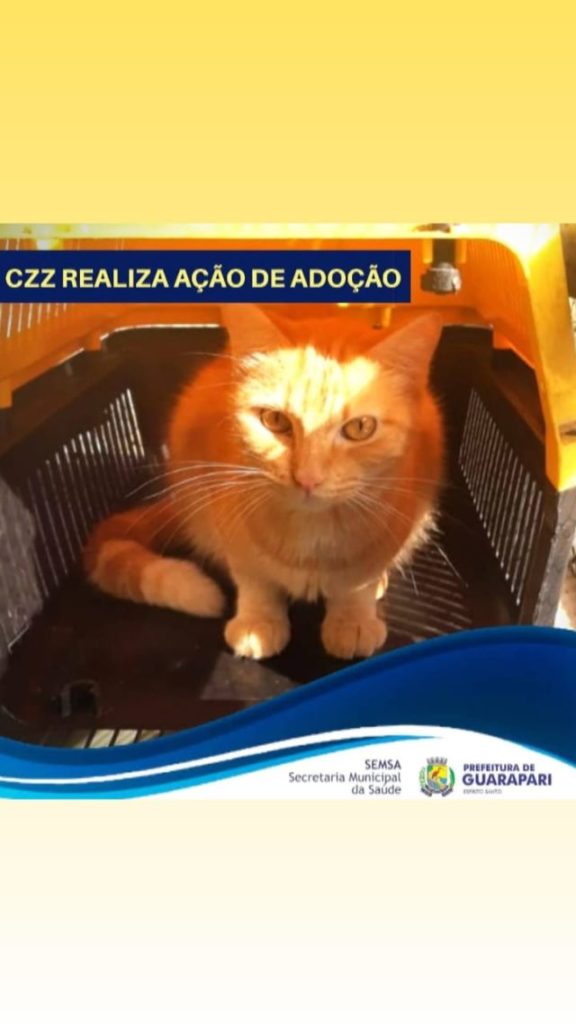 Pandemia faz número de adoção de cães e gatos crescer em Guarapari 3 gato3