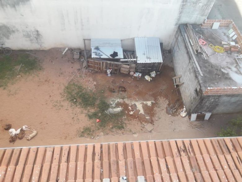 Canil de Pitbulls é denunciado após brigas e mortes entre cães em Guarapari