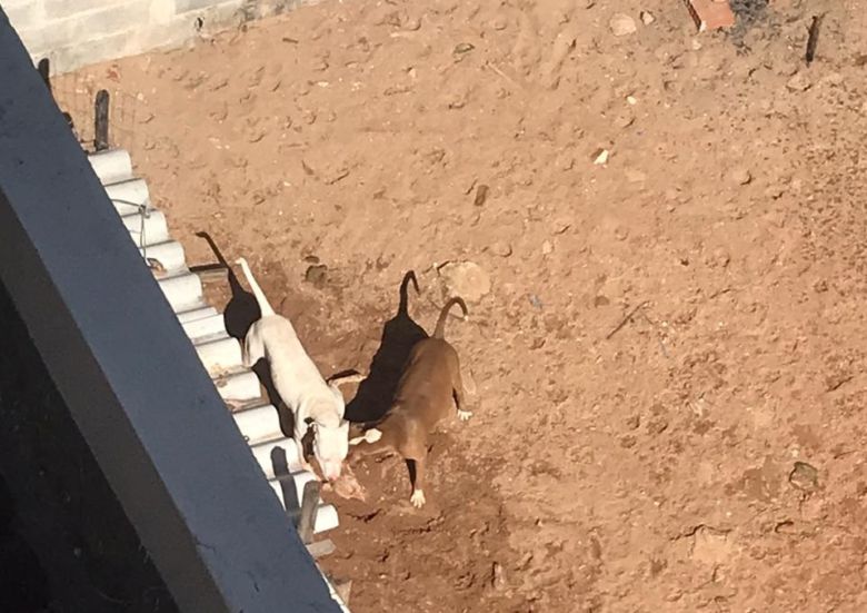 Polícia Civil de Guarapari investiga caso de brigas e mortes entre cães
