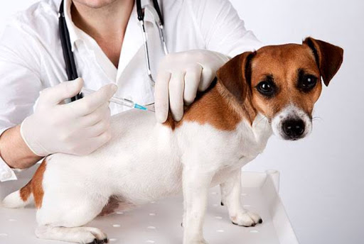 CCZ de Anchieta vacina cães e gatos as quartas-feiras
