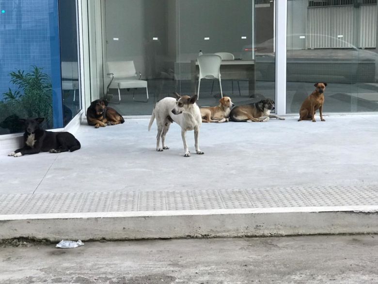 Cães abandonados geram preocupações em Guarapari