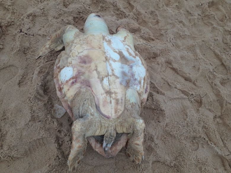 tartaruga - Tartaruga de aproximadamente 100kg é encontra morta na Praia de Guaibura em Guarapari