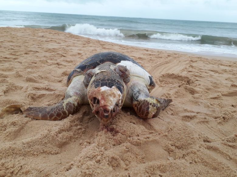 Tartaruga de aproximadamente 100kg é encontra morta na Praia de Guaibura em Guarapari