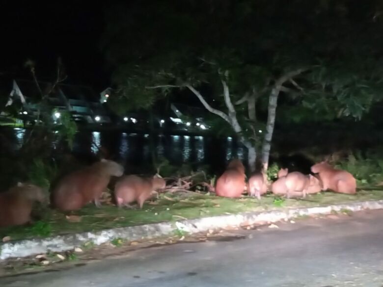 capivaras - Capivaras invadem casa em Guarapari e infestam quintal de carrapatos