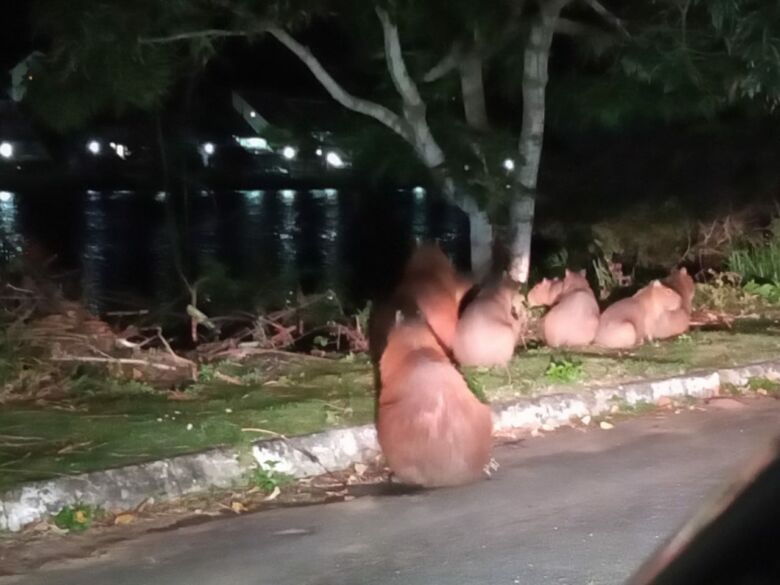 Capivaras invadem casa em Guarapari e infestam quintal de carrapatos