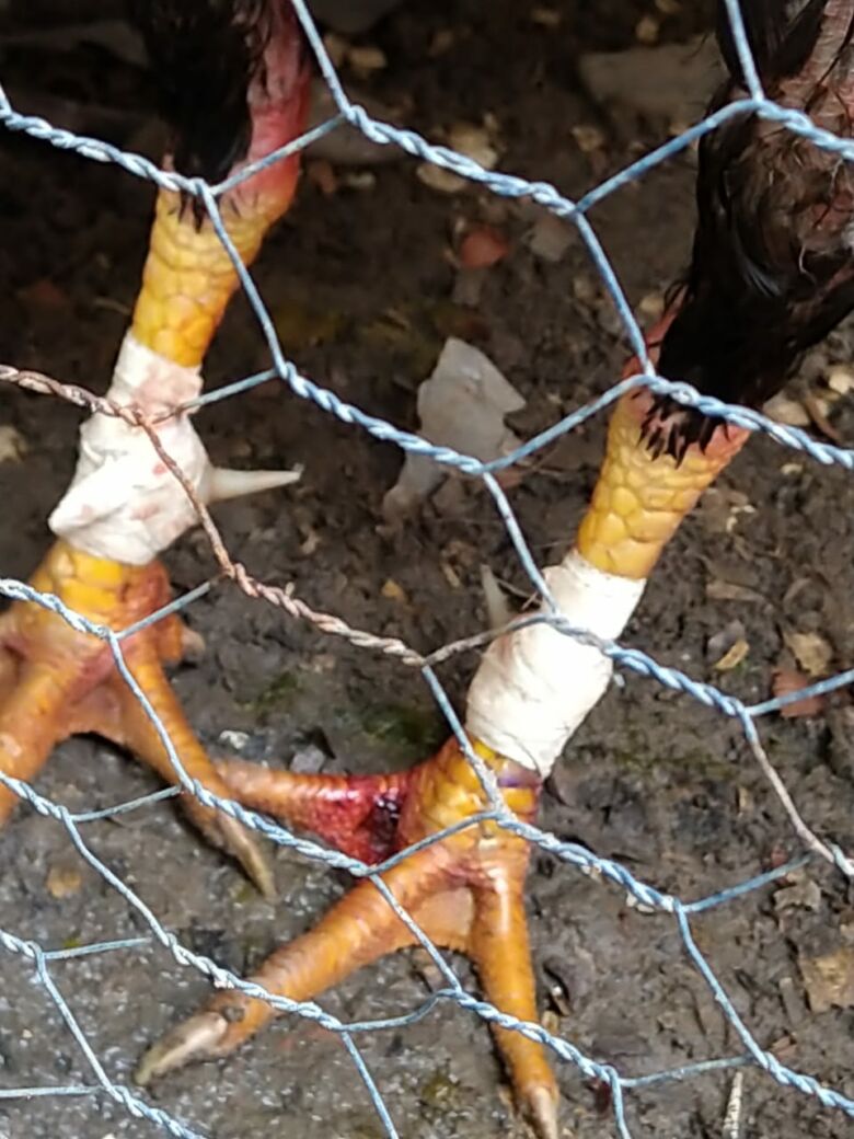 PM flagra rinha de galo e apreende aves silvestres em Guarapari