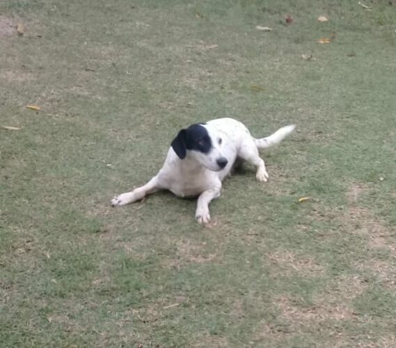 Guarapari: vira lata salva avó e neto de ataque de pitbull