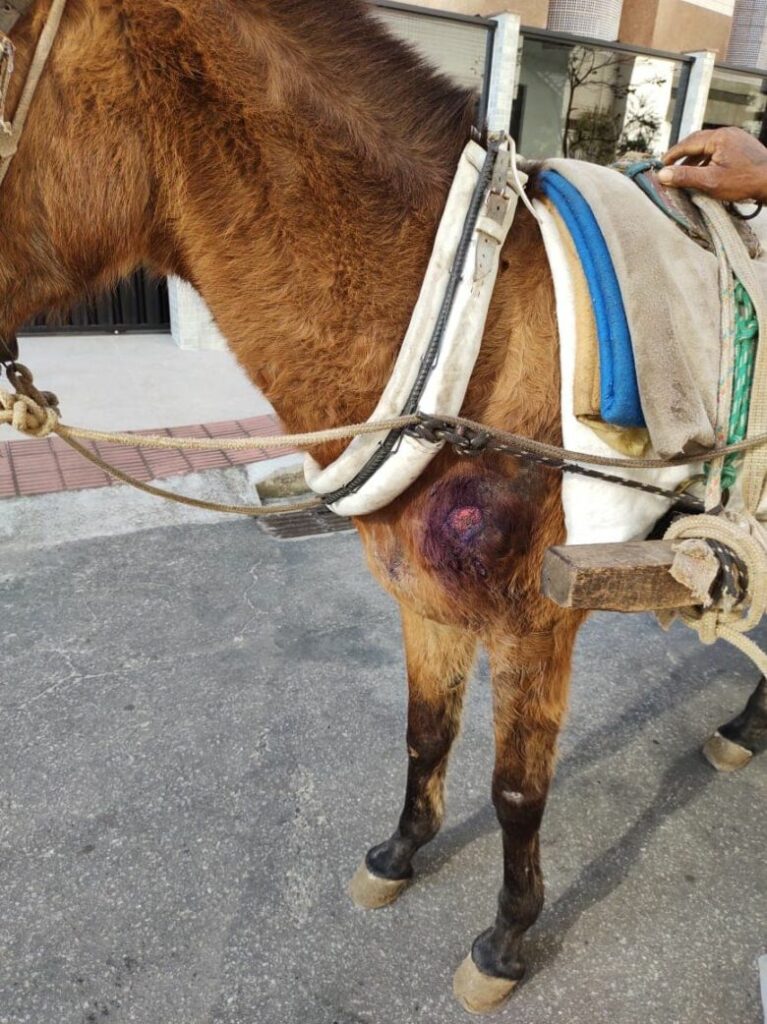 cavalo - Morador de Guarapari registra carroça em área urbana do município e cobra fiscalização