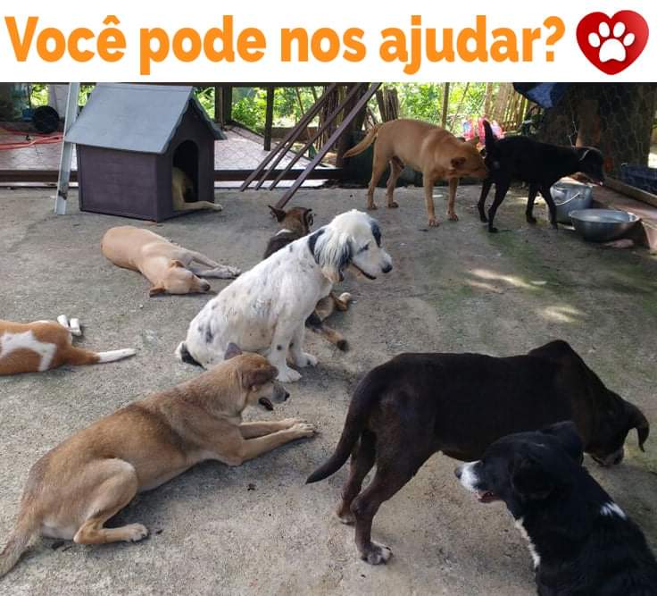 ONG pede doações para alimentar animais de Guarapari