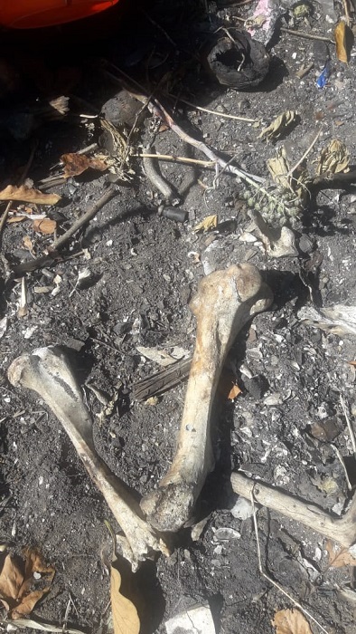 Vítima de maus-tratos, égua morre em Guarapari e grupo de proteção animal cobra punição