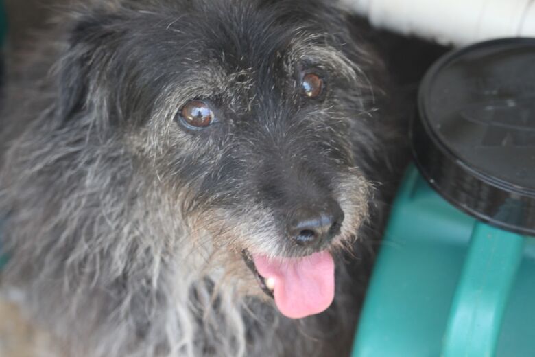 ONG pede doações para alimentar animais de Guarapari