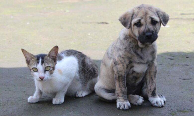 cao e gatp - Prefeitura de Guarapari promove castração gratuita de cães e gatos