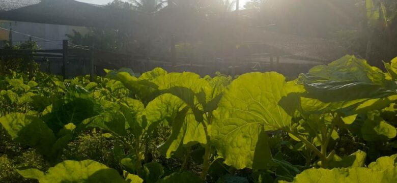 horta sr nilton - Guarapari: produtor orgânico mantém horta em Meaípe