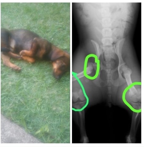 Vaquinha online é criada para pagar cirurgia de cadela atropelada em Guarapari