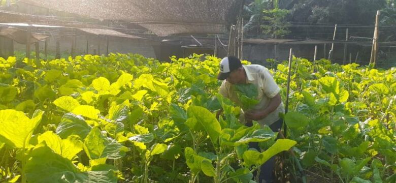 sr nilton horta - Guarapari: produtor orgânico mantém horta em Meaípe