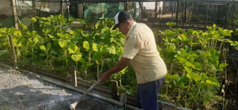 sr nilton - Guarapari: produtor orgânico mantém horta em Meaípe