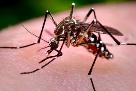 dengue - Alerta Dengue: ES já registrou mais de 4.600 casos neste ano; Guarapari tem nove confirmados