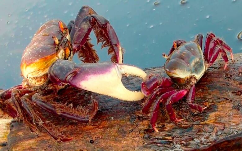 Começou hoje (30) o período de defeso do caranguejo-uça
