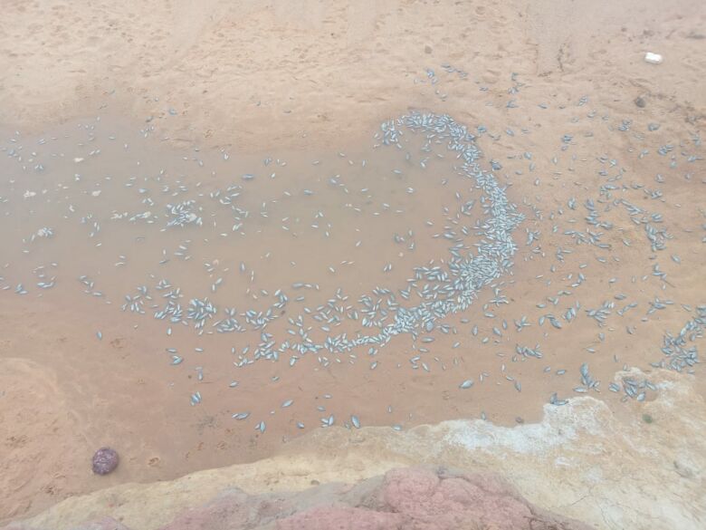 Esvaziamento: peixes aparecem mortos na lagoa de Mãe-bá