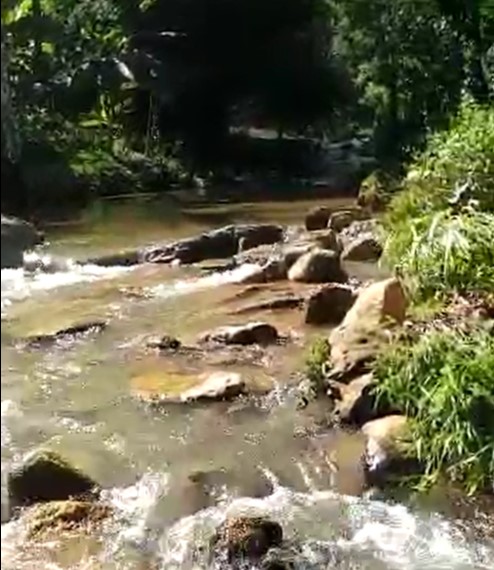 Camarões do Rio Jabuti, em Guarapari, têm comportamento alterado. Suspeita é de poluição