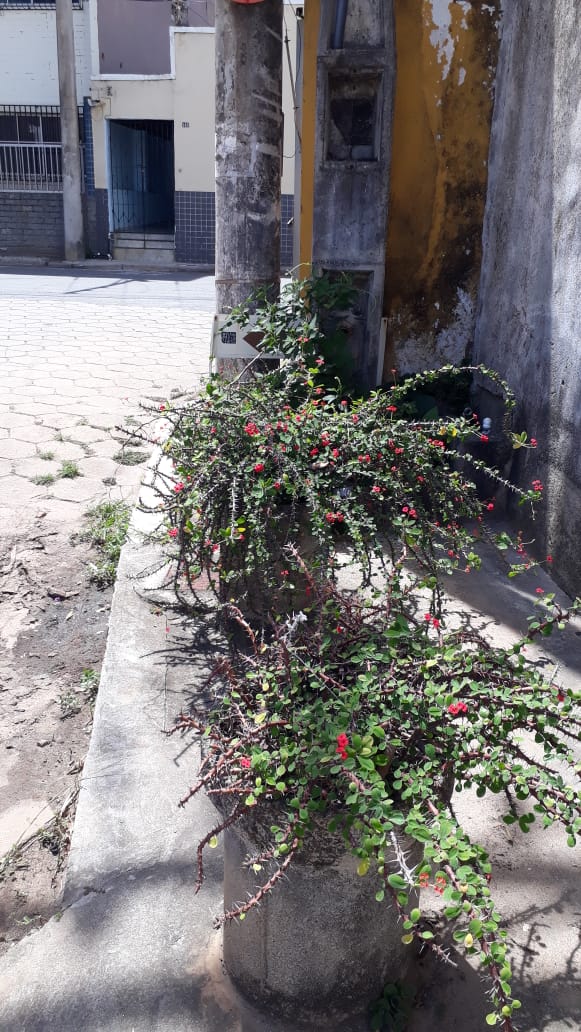 Espinhos nas calçadas de Guarapari no
