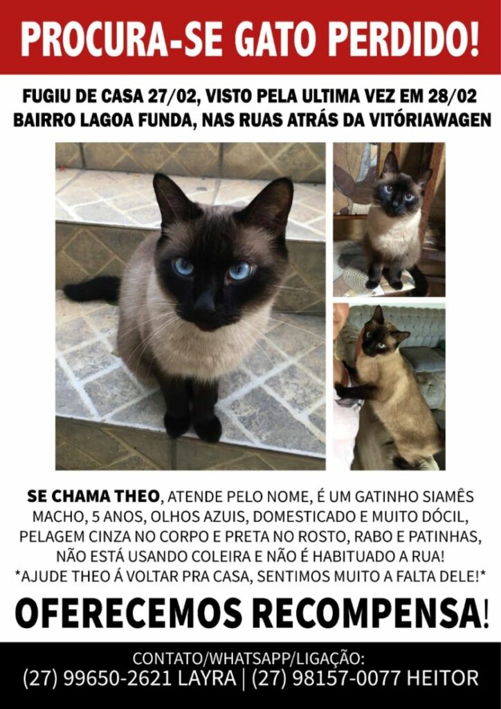Dono pede ajuda para encontrar gato perdido em Guarapari