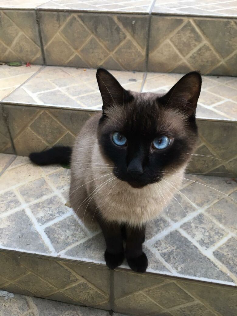 Dono pede ajuda para encontrar gato perdido em Guarapari