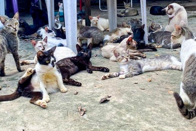 Idosa transforma terraço em lar temporário enquanto busca cuidadores para gatos em Guarapari