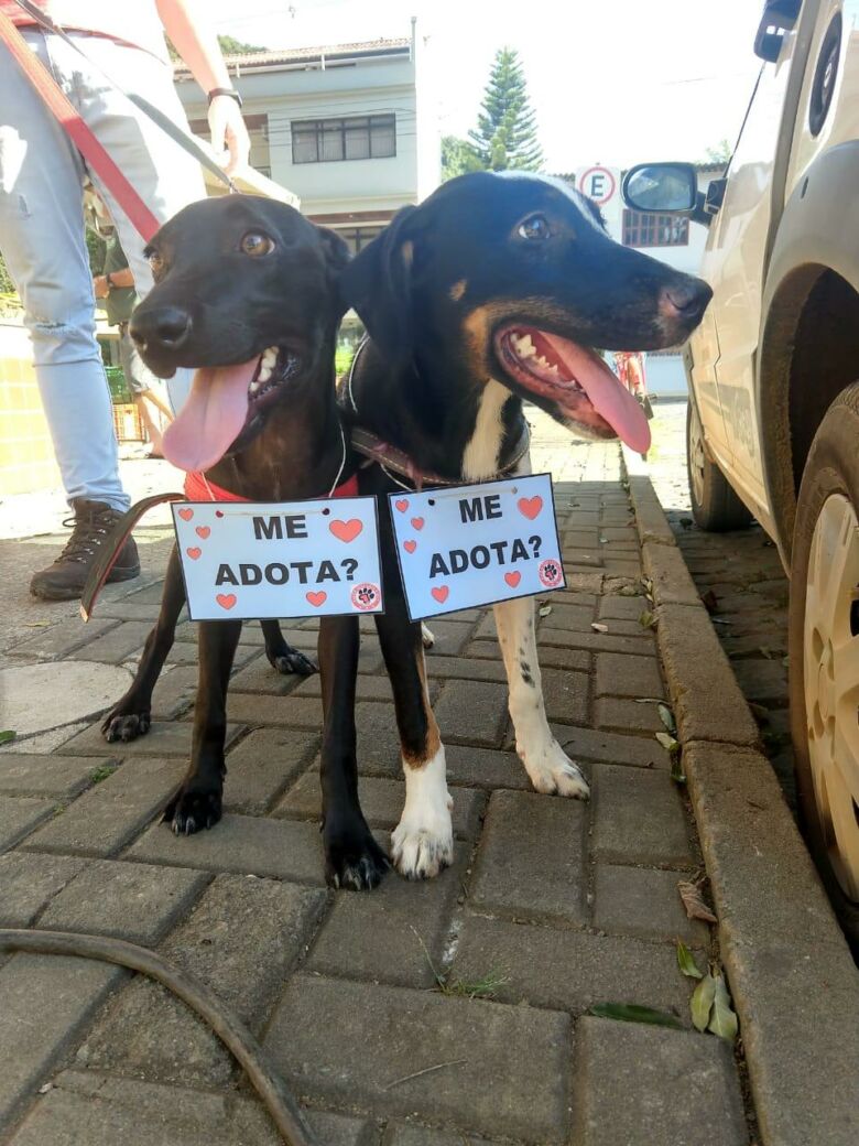 Grupo organiza bazar em prol de animais abandonados em Alfredo Chaves