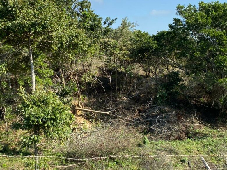 Desmatamento em Guarapari é denunciado; prefeitura informa que local tem autorização do Idaf