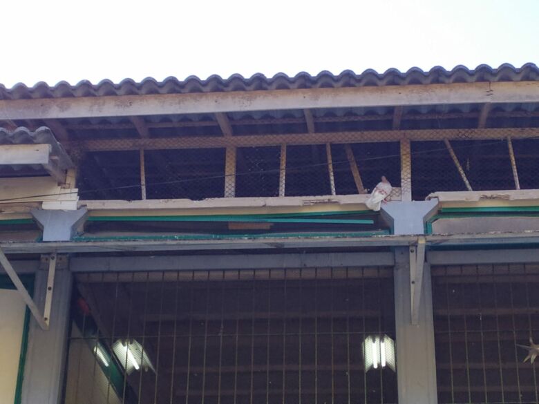 Pedagogo denuncia infestação de piolhos de pombos no interior de escola em Guarapari