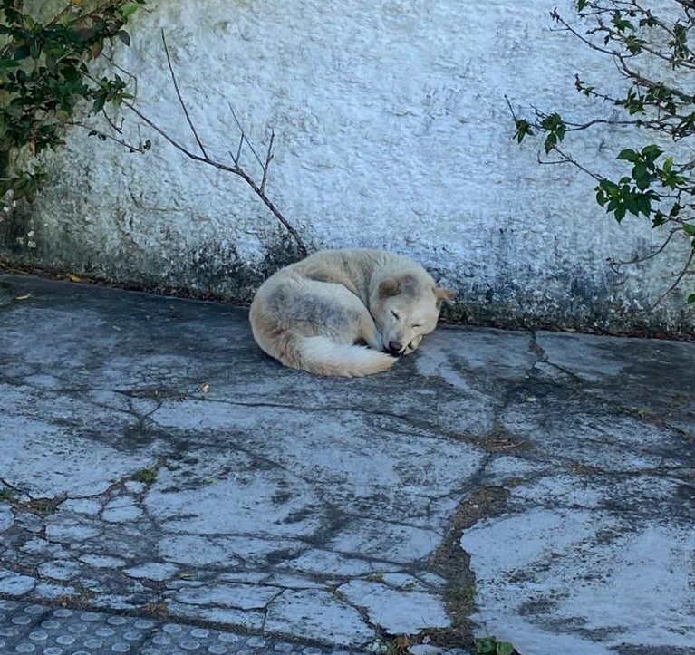 Moradores se mobilizam para amparar e acolher cadela com sinais de abandono em Guarapari