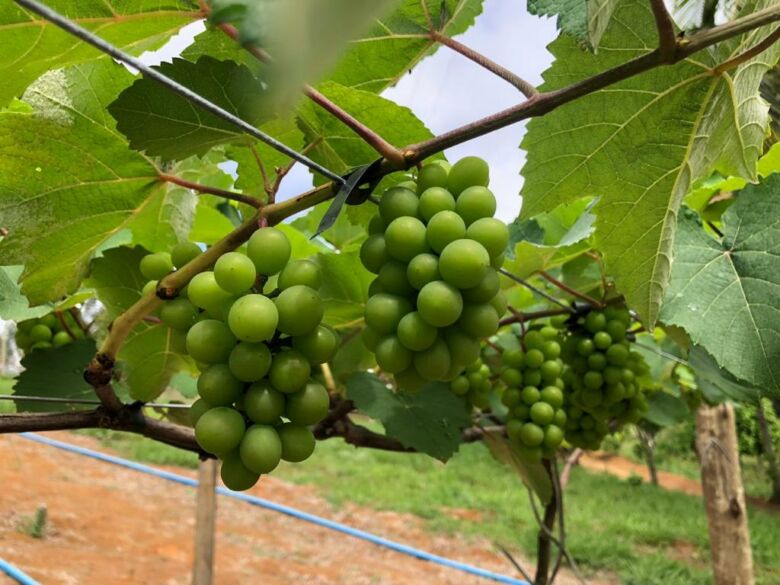 Produção de uvas abre novas possibilidades para turismo rural em Guarapari
