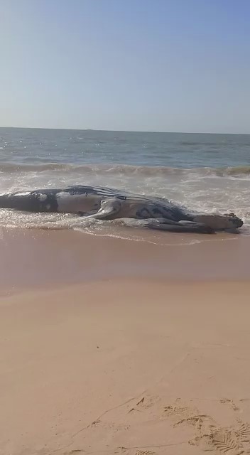 Guarapari: baleia encalha na Praia do Riacho; pesquisadores estão com dificuldades para retirar o animal