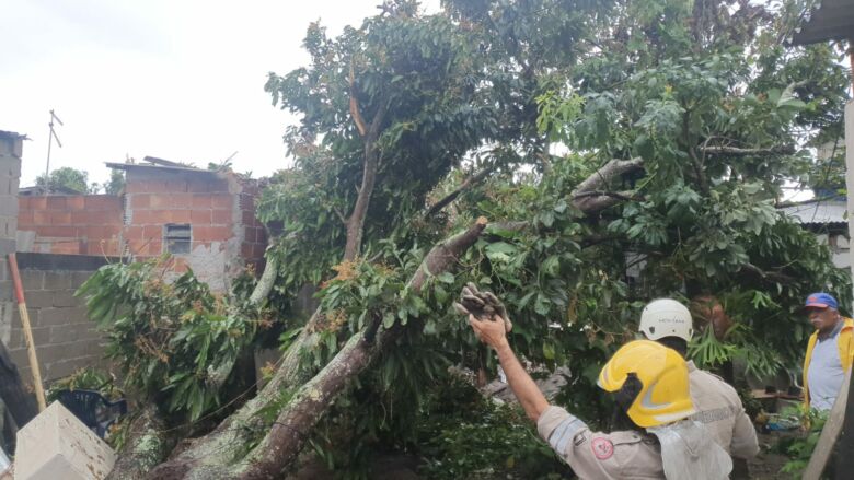 Vento forte em Guarapari derruba árvore no bairro Elza Nader
