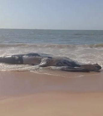 Contrariando orientações, baleia que encalhou em Guarapari foi enterrada no mesmo local do encalhe