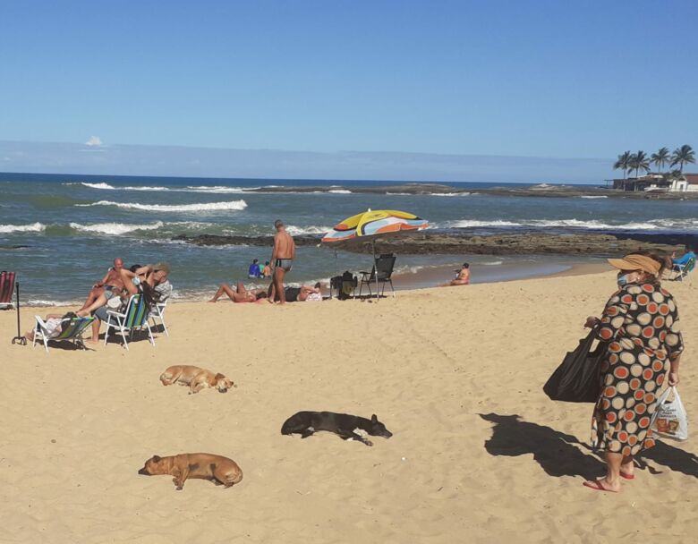 Artigo: por que os cachorros vão à praia em Guarapari e quais são os riscos?