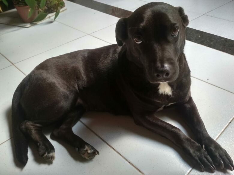 Grata por amparo de Projeto, tutora ajuda a salvar outros animais de rua em Guarapari
