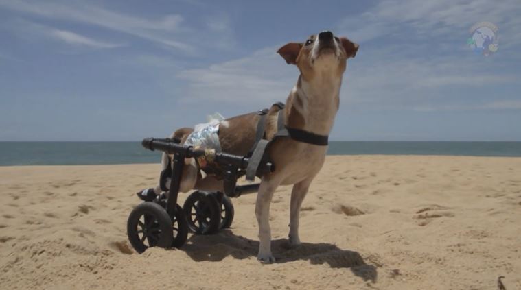 Projeto de Guarapari mobiliza campanha para arrecadar fraldas para cãozinho cadeirante