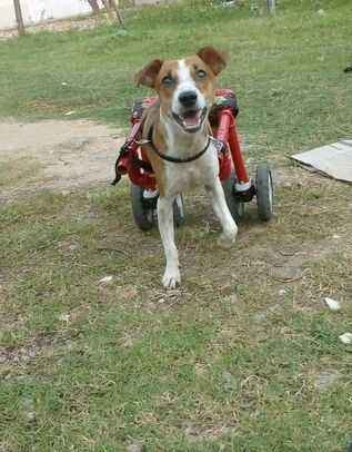 Projeto de Guarapari mobiliza campanha para arrecadar fraldas para cãozinho cadeirante