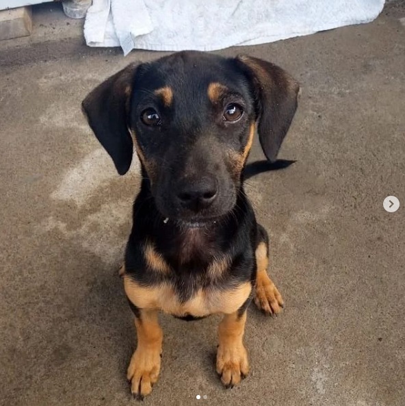 Live vai promover adoção de animais carentes de Guarapari: conheça alguns