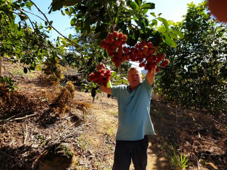 Rambutan: fruta exótica no Brasil é produzida em Guarapari