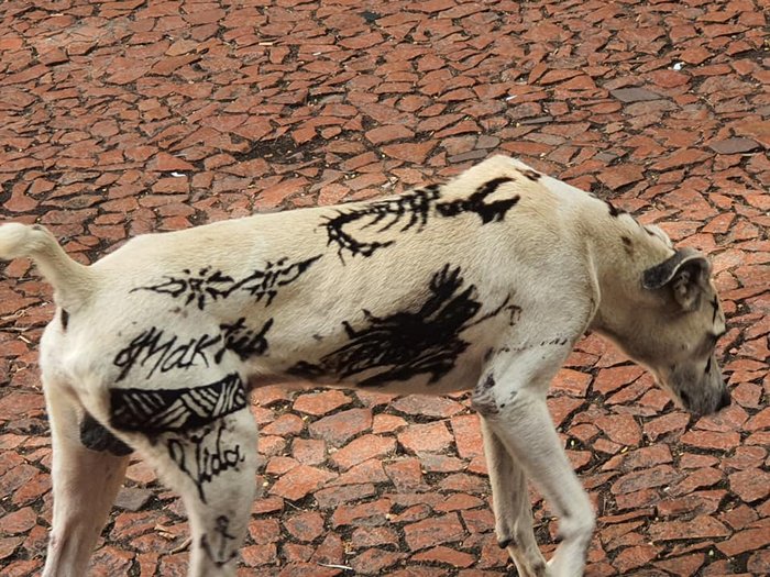 Nova lei proíbe realização de tatuagens e piercings em animais em Guarapari