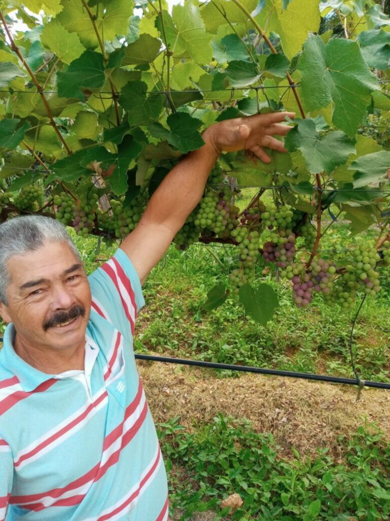 Colheita de uvas eleva expectativas de famílias produtoras de Alfredo Chaves