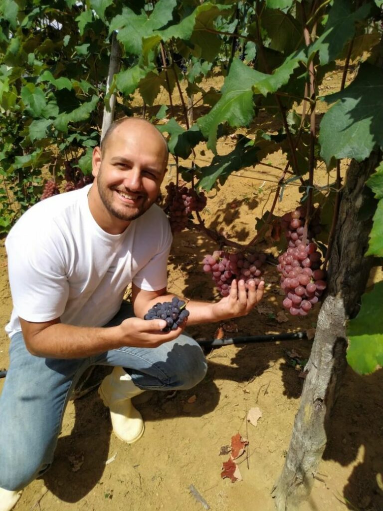 Colheita de uvas eleva expectativas de famílias produtoras de Alfredo Chaves